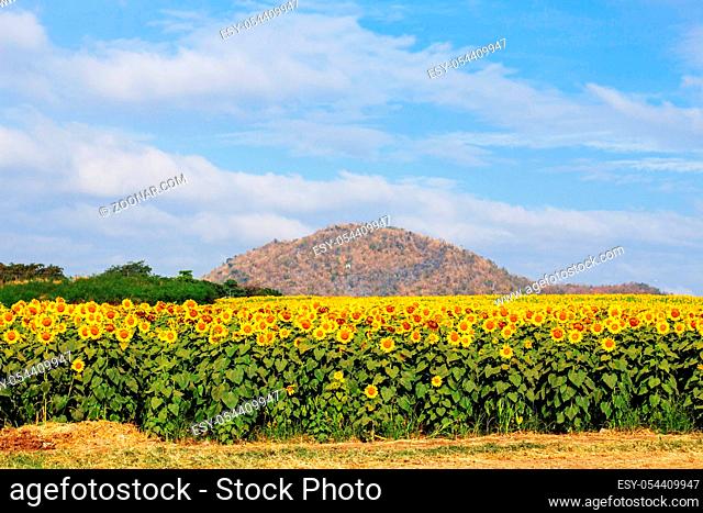 Sunflower fields and mountains with the sky
