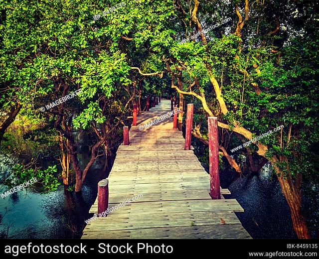 Tropical exotic travel concept, vintage retro effect filtered hipster style image of wooden bridge in flooded rain forest jungle of mangrove trees near Kampong...