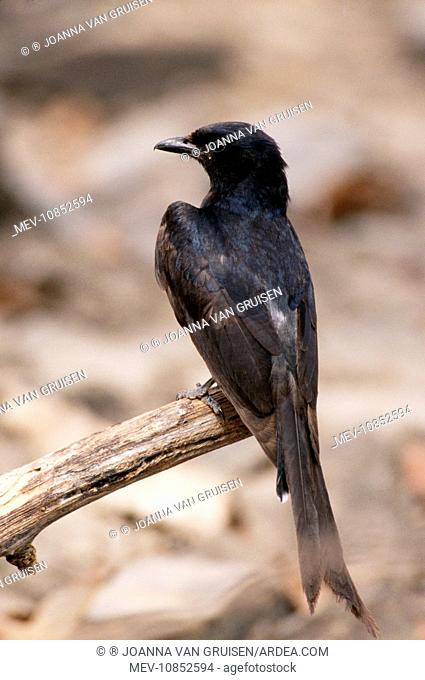 Black Drongo (Dicrurus macrocercus). Panna National Park, India