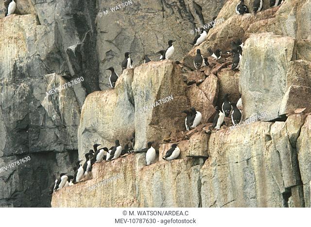 Brunnich's Guillemot / Thick-billed Murre - colony nesting on cliffs (Uria lomvia)