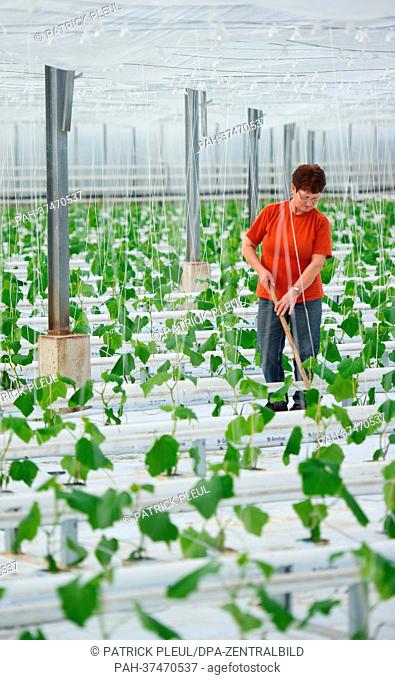Gardners Regina Maerker from Fontana Gartenbau GmbH tends to young cucumber plants in a greenhouse in Manschnow, Germany, 20 February 2013