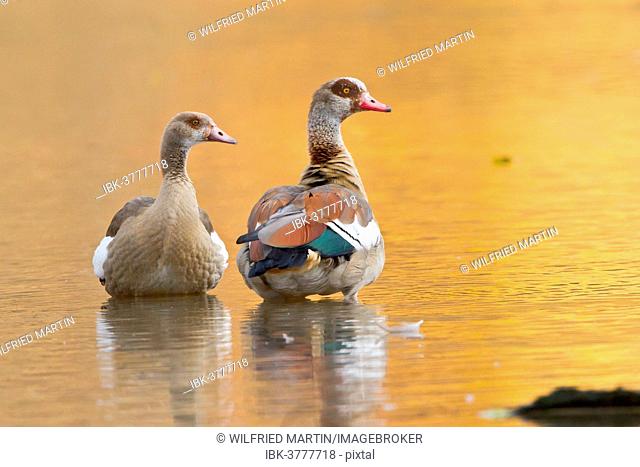Egyptian Goose (Alopochen aegyptiacus), two geese standing in water, Hesse, Germany