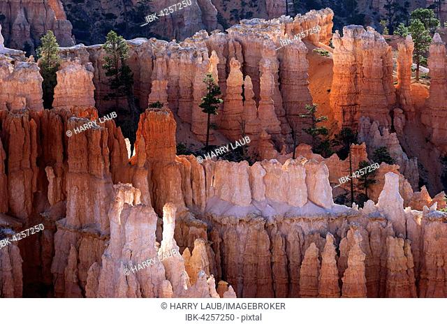 View of coloured rock formations, fairy chimneys, morning light, Bryce Canyon National Park, Utah, USA
