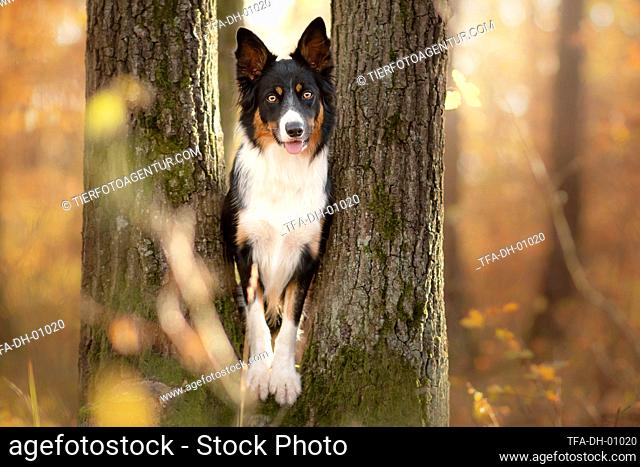 Border Collie in the forest