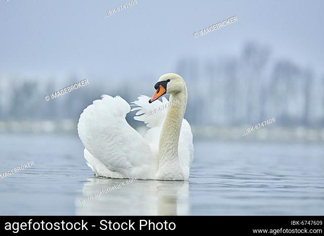 Mute swan (Cygnus olor), swimming, Donau river, Upper Palatinate, Bavaria, Germany, Europe