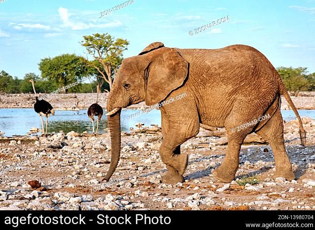 Elefant, Etosha-Nationalpark, Namibia, (Loxodonta africana) | elephant, Etosha National Park, Namibia, (Loxodonta africana)