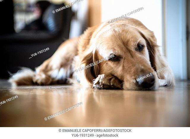 Golden retriever dog in the house