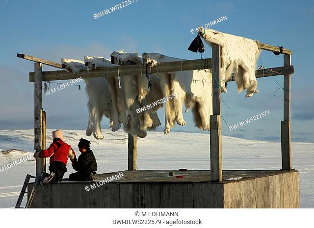 polar bear Ursus maritimus, skin hanging up for drying, Greenland, Ostgroenland, Tunu, Kalaallit Nunaat, Scoresbysund, Kangertittivag, Ittoqqortoormiit
