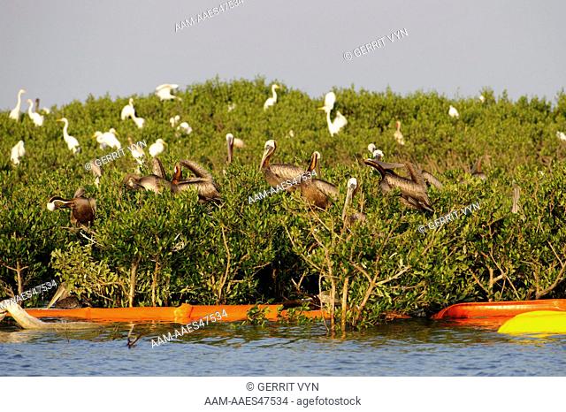 Adult Brown Pelicans (Pelecanus occidentalis) and Great Egrets (Ardea alba) roosting on mangroves in a Barataria Bay nesting colony
