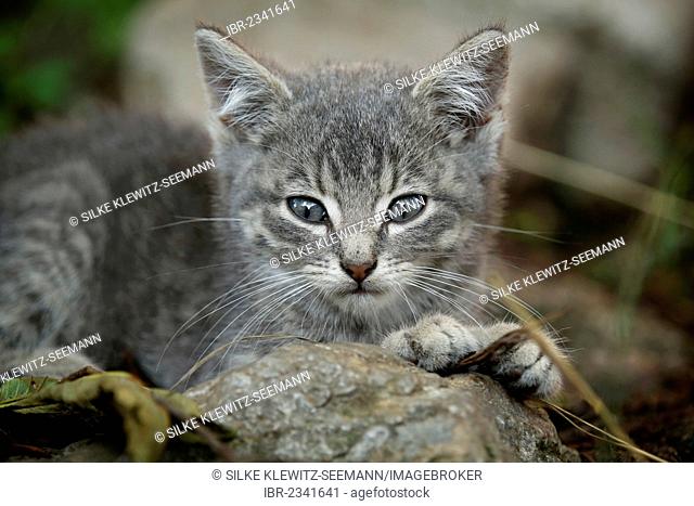 Silver-gray tabby kitten, about 10 weeks, semi-feral village cat, lying