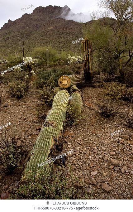 Saguaro Cacti Carnegiea gigantea fallen and broken stem, Tucson Mountain Park, Sonoran Desert, Arizona, U S A