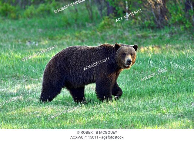 An adult male grizzly bear (Ursus arctos);walking through the fresh green grass of springtime in Alberta Canada
