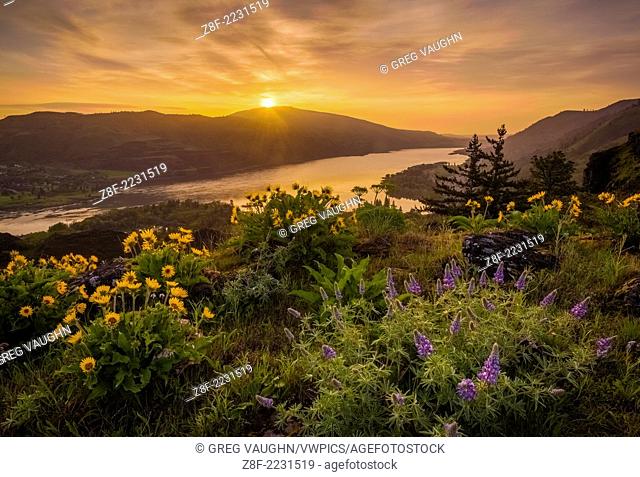 Lupine and balsamroot at Rowena Crest, Oregon, with sunrise over the Columbia River Gorge