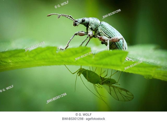 green leaf weevil (Phyllobius maculicornis), sitting on a leave with a greenfly hanging at the underside, Germany