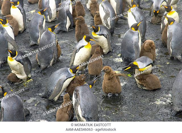 King Penguins (Aptenodytes patagonicus) adults peck and attack one big brown chick who came too close in large busy rookery near sea, fall, Right Whale Bay