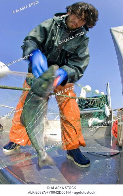 Commercial fisherman untangles a sockeye salmon from a gillnet aboard a boat in Bristol Bay Alaska