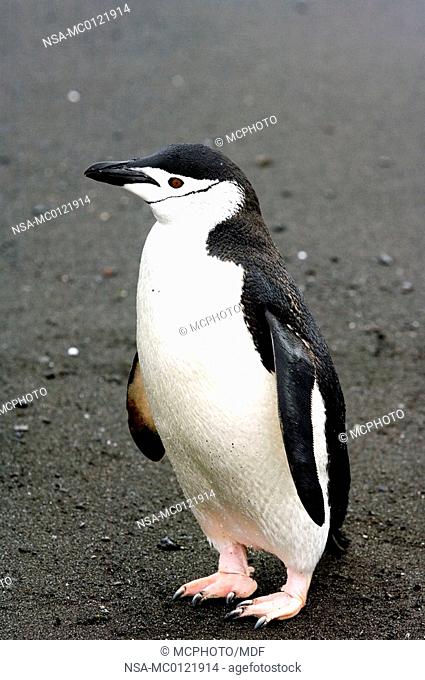 Antarctic - chinstrap penguin
