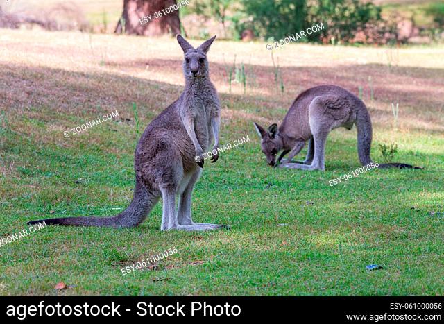 Two kangaroos on a grassy clearing near bush land. Focus to foreground kangaroo