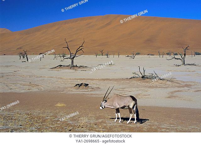 Namibia, Namib-Naukluft National park, Sossusvlei, Dead vlei and gemsbok (oryx gazella)