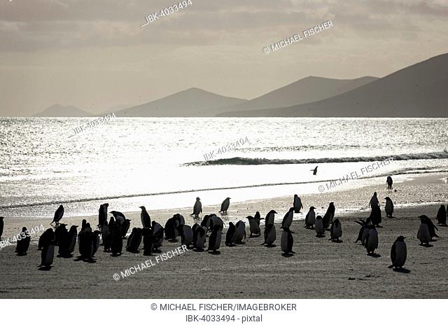 Gentoo Penguins (Pygoscelis papua), Saunders Island, Falkland Islands