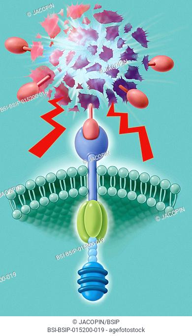 Illustration of the CAR-T cell membrane receptor, a T lymphocyte genetically modified for immunotherapy cancer treatment