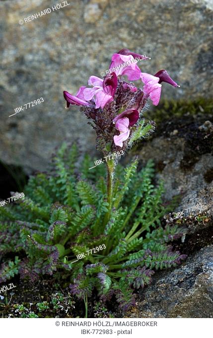 Lousewort species (Pedicularis gyroflexa), Gamsgrube, Hohe Tauern National Park, Carinthia, Austria, Europe