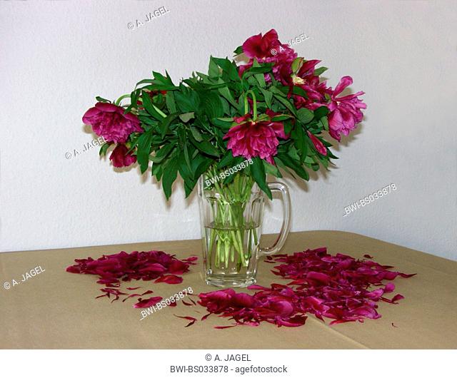 paeony (Paeonia officinalis), withering bouquet in a vase on a desk