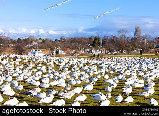 Lesser Snow Geese resting in Garry Point Park Steveston British Columbia Canada