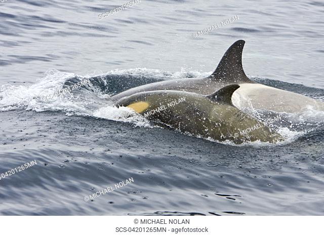 A small pod of 'Type B' Orca Orcinus orca traveling in Gerlache Strait on the western side of the Antarctic Peninsula, Antarctica This pod was sighted at 648 41...