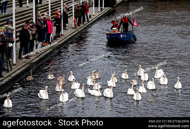 21 November 2023, Hamburg: Swans are herded together in the approach to a lock on the Alster. Hamburg's Alster swans arrive at their winter quarters