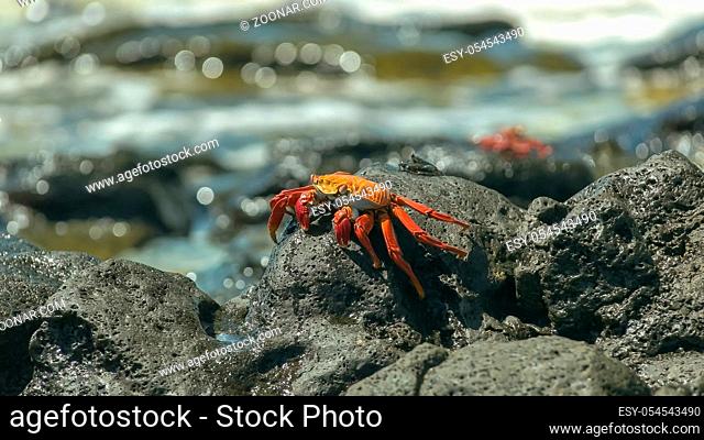 side on view of a sally lightfoot crab on santa cruz island in the galapagos islands