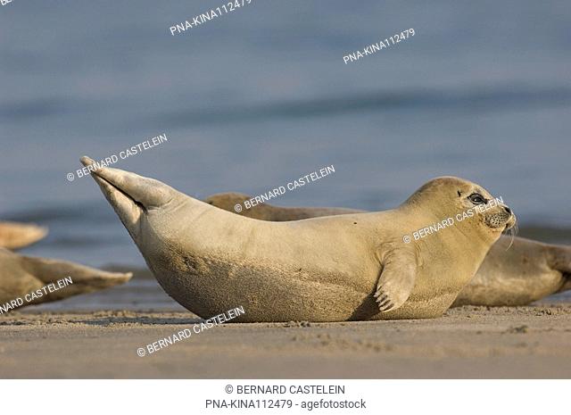Common Seal Phoca vitulina - Germany, Europe
