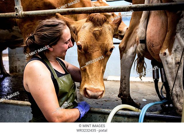 Young woman wearing apron standing in a milking shed with Guernsey cows