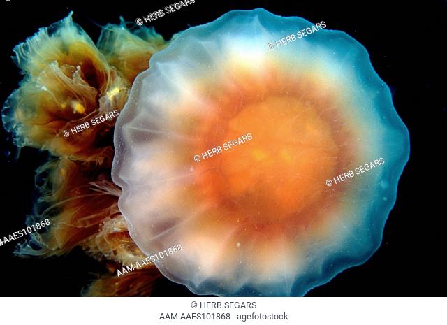 Lion's Mane Jellyfish (Cyanea capillata) photographed in the water off New Jersey, USA