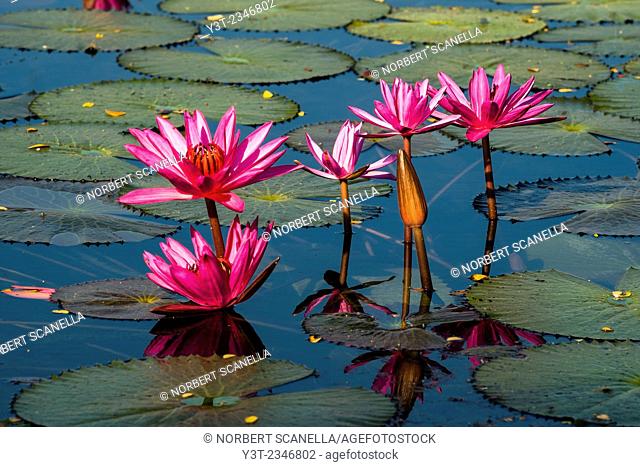 Asia. Thailand, Sukhothai, old capital of Siam, classified as a World UNESCO Heritage. Waterlily