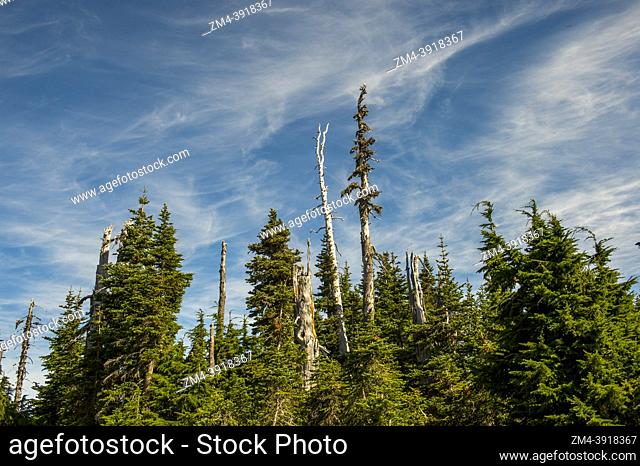 View of subalpine fir (Abies lasiocarpa) or Rocky Mountain fir trees, a western North American fir tree, and Mountain Hemlock trees shaped by wind on Hurricane...