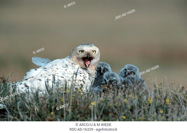 Snowy Owls female with chicks Barrow Alaska USA Nyctea scandiaca