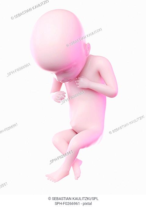 Fetus at week 18, computer illustration