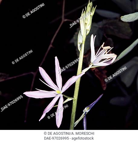 Camas or small camas (Camassia quamash or Camassia esculenta), Liliaceae