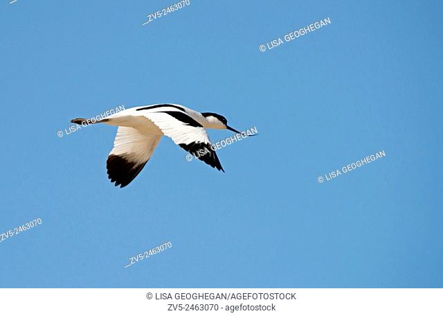 Avocet-Recurvirostra avosetta in flight. Spring. Uk