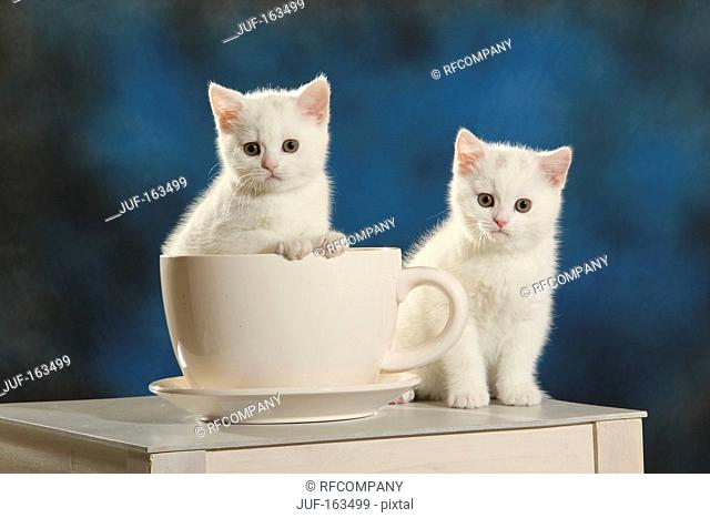 British Shorthair cat - two kittens at cup