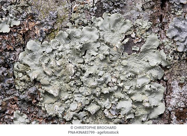 Common greenshield lichen Flavoparmelia caperata - La Chapelle-Achard, Vendee, Pays de la Loire, France, Europe