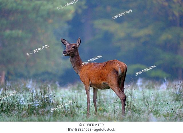 red deer (Cervus elaphus), hind standing in a meadow in the morning, Germany