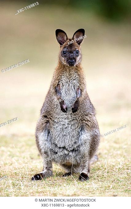 Red-necked Wallaby, subspecies Bennett's Wallaby Macropus rufogriseus rufogriseus  The habitat of the Bennett's Wallaby is restricted to Tasmania