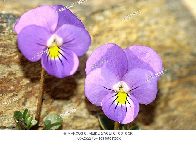 Violets. Sierra Nevada. Spain