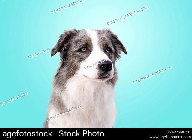 Australian-Shepherd-Border-Collie Portrait