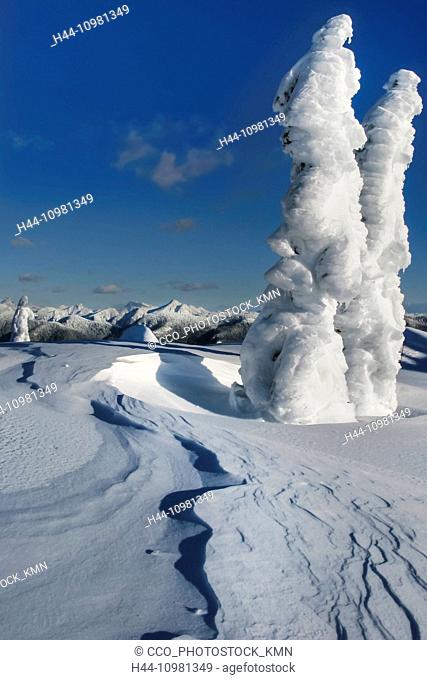 frozen trees in winter in British Columbia