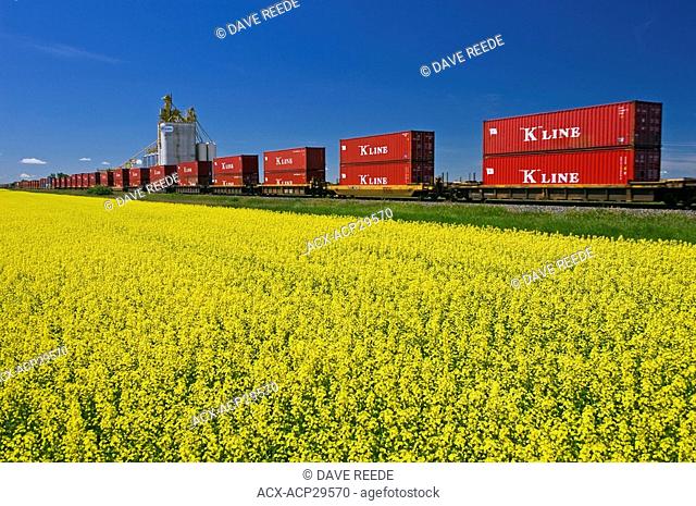moving rail cars carrying containers pass a canola field and inland grain terminal near Portage la Prairie, Manitoba, Canada