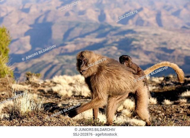 Gelada Baboon (Theropithecus gelada). Female walking while carrying an infant on her back. Simien Mountains, Ethiopia