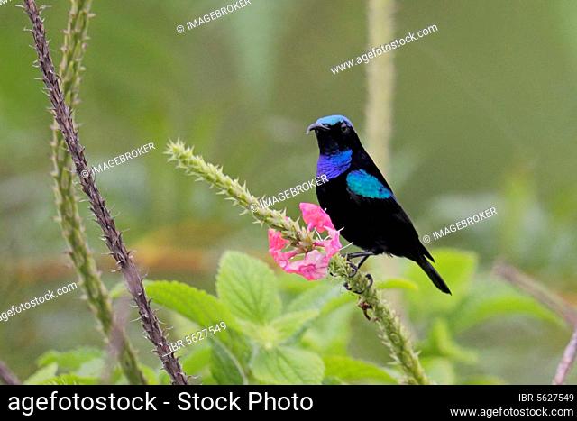 Black nectarbird (Leptocoma sericea corinna) adult male, perched on flower stalk, Lelet Plateau, New Ireland, Bismarck Archipelago, Papua New Guinea, Oceania
